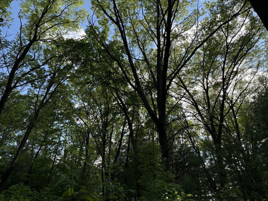 The red oak's canopy